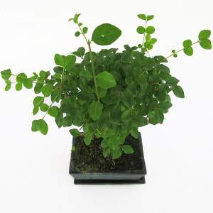 Bonsai ligustrum leaves