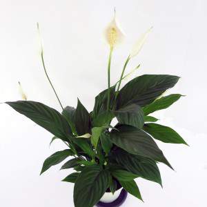 Pflanze spatiphyllum weiß