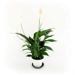 pianta spatiphyllum bianco