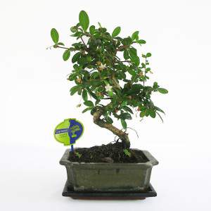 Vase de carmona bonsai 20cm plante