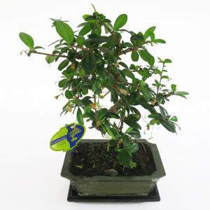 Bonsai carmona radici