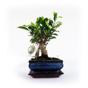 Bonsai ficus Pflanze