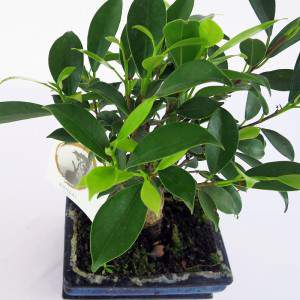 Bonsai ficus foglie