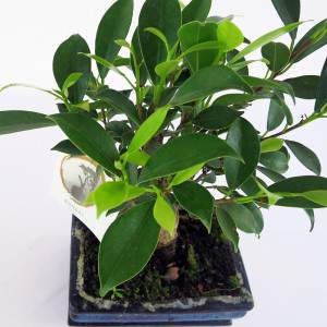 Bonsai ficus hojas