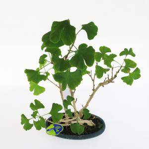 Feuilles de bonsai ginkgo biloba