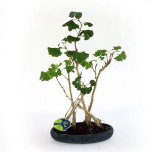 Folhas de bonsai ginkgo biloba