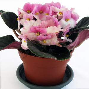 Pink saintpaulia plant