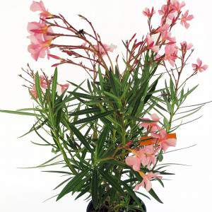 Oleander rosa Blumen und Blätter