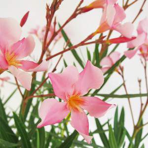 Oleander pink flowers