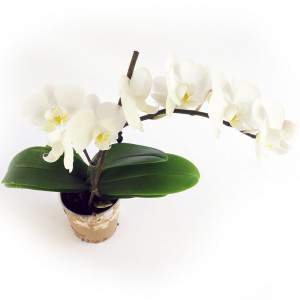 White orchid plant flowers