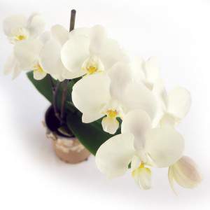 Phalaenopsis flores blancas