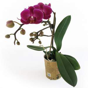 Planta de orquídeas roxas
