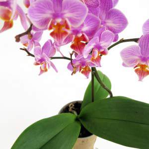 Planta de orquídeas roxas
