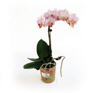Lila Orchideenpflanze