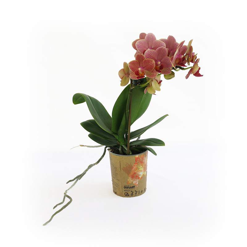 Peach orchid plant