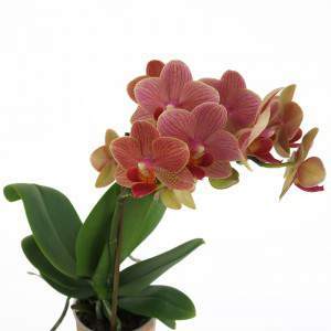 Peach orchid plant flowers
