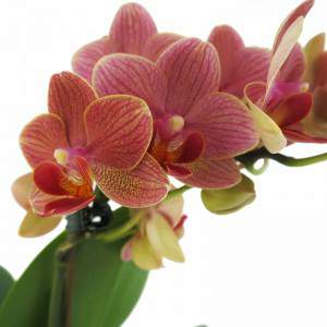 Peach orchid flowers