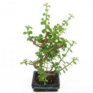 Crassula bonsai leaves