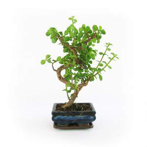 Crassula bonsai leaves