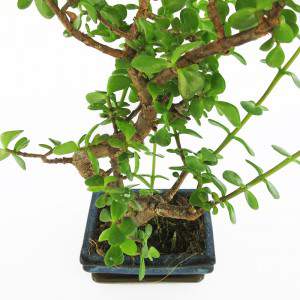 Crassula bonsai trunk