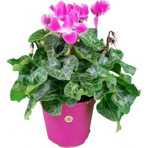 Cyclamen Persicum or Ivy-leaved Cyclamen pink