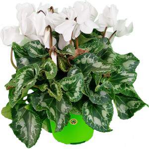 White Ivy-leaved cyclamen or Cyclamen Persicum