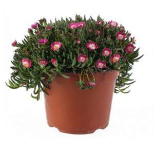 Delosperma - Succulent plant - Flower pot 14cm red