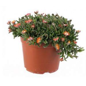 Delosperma - Pianta succulenta - vaso 14cm