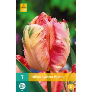 Płonące cebulki tulipana Parrot