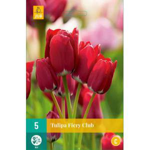 Ogniste klubowe cebulki tulipanów