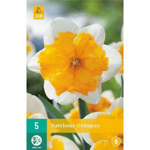 bulb narciss white and orange orangerie