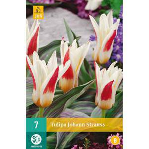 Lâmpadas de tulipa Johann Strauss