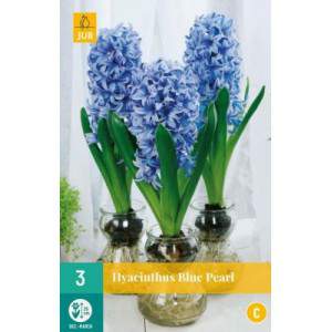 blue pearl water hyacinth bulb