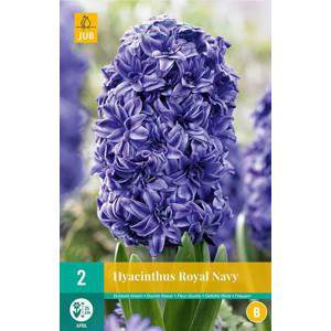 royal navy blue hyacinth bulb