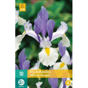 Bulbi di iris hollandica silver beauty