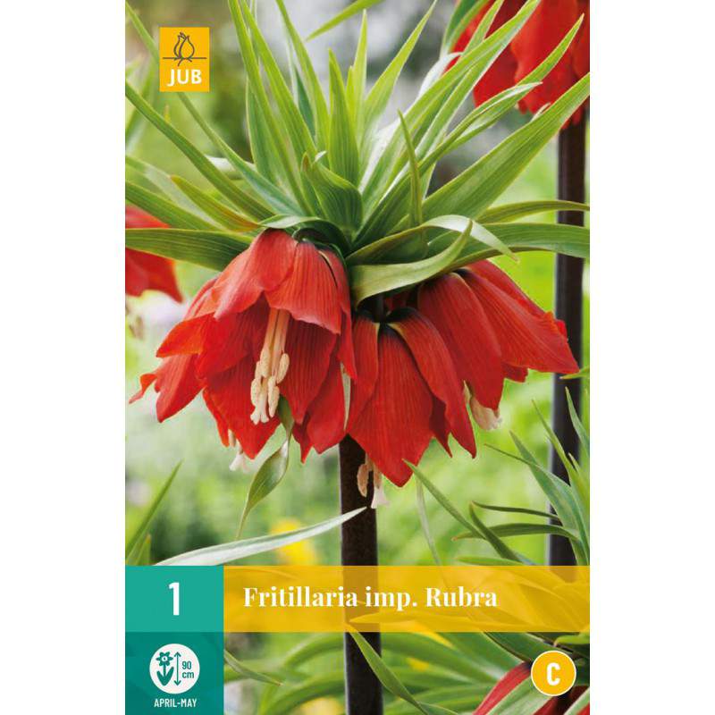 Bulbos de Fritillaria imperialis rubra maxima