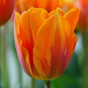 tulipa bulbo princesa irene laranja