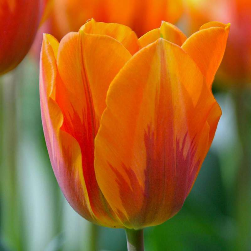 Tulpe Glühbirne Prinzessin irene orange