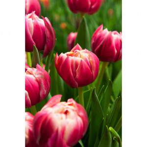 bulb tulip purple columbus