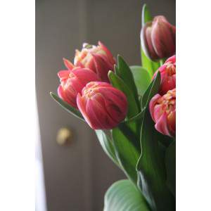 bulbo tulip roxo colombo