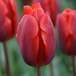 lâmpada de tulipa cardeal vermelho