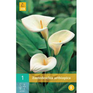 Calla aethiopica bulbs