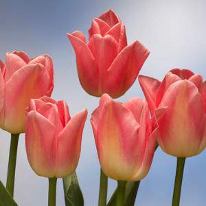 bulb tulip denmark