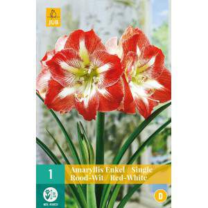 Red and white Amarillis bulbs