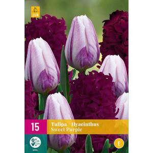 Lâmpadas de tulipa e jacintos Doce mistura roxa