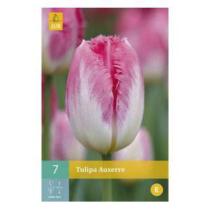 Bulbo tulipano davenport rosso e giallo