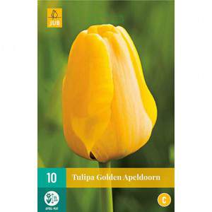 Ouro tulipa bulbo apeldoorn amarelo