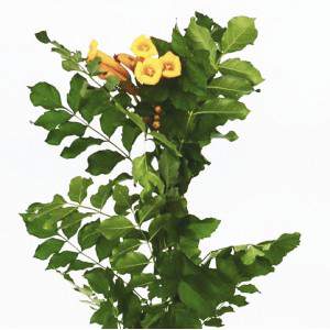 Bignognia - Campsis Radicans - Tecoma Flowerpot 20cm