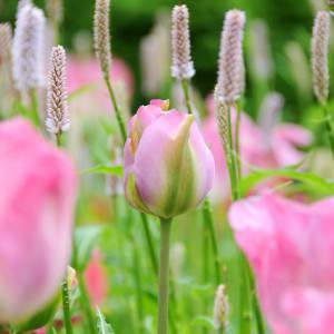 tulipa bulbo verde rosa e verde