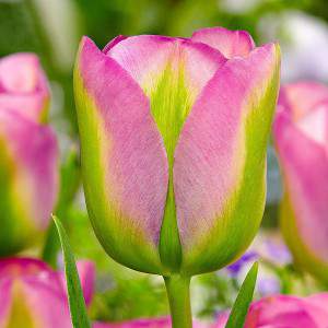 tulipa bulbo verde rosa e verde
